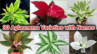 30 Aglaonema Varieties with Names || Pooja's Garden