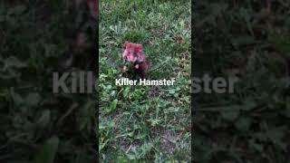 Killer Hamster