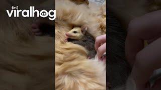 Lost Baby Possum Burrows In Furry Cat || ViralHog