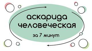 BioFamily: Жизненный цикл аскариды человеческой за 7 минут