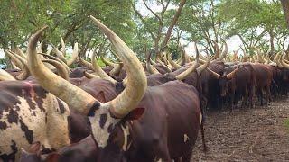 President Museveni's One hundred thousand cows | Kisozi Ranch