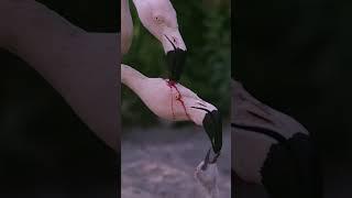 Why Is This Flamingo Feeding Blood To Its Baby? #shorts #science #animalfacts #nature