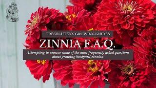 FAQ Garden Answers: ZINNIAS - Frequently Asked Questions about Growing Zinnias from Seed