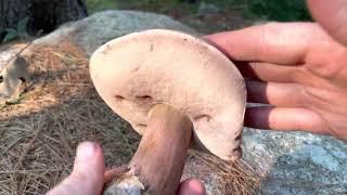 Mushroom ASMR: Cutting Up Violet-Grey Bolete (Tylopilus plumbeoviolaceus)