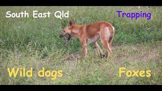 Wild dog control in SE Qld