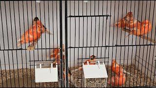 Red Canary Breeding Season (video 11)