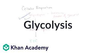 Overview of glycolysis | Cellular respiration | Biology | Khan Academy