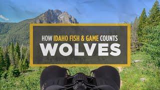 How Idaho Fish and Game Counts Wolves