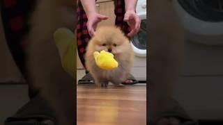 Упал вставай встал упай упай чокопай️ #dog #love #собака #cute #cat #puppy #pomeranian #pets #dog