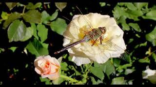 Dragonflies, skin walkers, rainbow portals, America and more: Channeled Message from Ananda