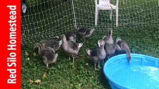 Raising Geese on the Homestead | And then there were 10