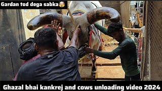 Biggest kankrej and hariana cows of Ghazal bhai unloading video of 2024 #kankarej #cowunloading