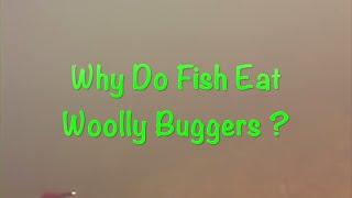 Why Woolly Buggers Catch Fish