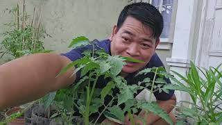 40-DAYS OLD NA TANIM KONG KAMATIS SA BOTE