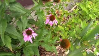 Growing Medicinal Herbs: Echinacea--Migg's Urban Garden