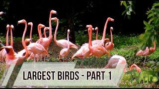 Largest birds Part 1- Tv Agro by Juan Gonzalo Angel