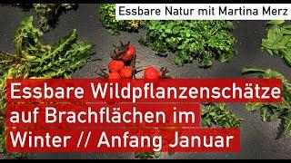 8 sichere & häufige Wildkräuter sammeln im Winter – auf Brachflächen, Baustellen und offenen Böden