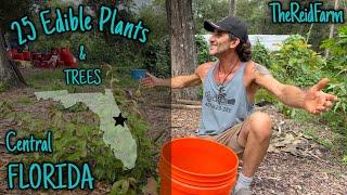 HERE’S THE FOOD!! Sub-Tropical Florida Food Forest Harvesting