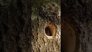 Woodpecker Work Done  ASMR 