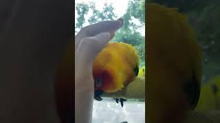Cuddling Sun Conure | JC028
