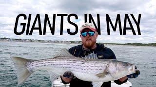 GIANT STRIPERS IN MAY, The big Striped Bass came to Maine early this year.