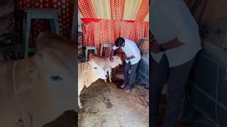 mini cows #miniature cows #vali892 cows #telugu cows #lndian cows