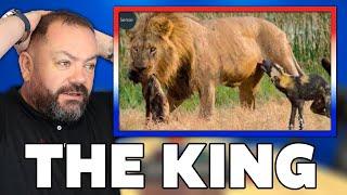 20 Most Ruthless Lion Attacks Ever Recorded! REACTION | OFFICE BLOKES REACT!!