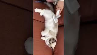 Best vacuum for pet hair 2022 Neabot pet grooming kits