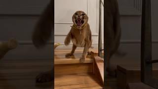 Fatal encounter with Pumba️