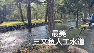 驱车百公里看鱼去 森林里的三文鱼洄游水道 好美 【Garden Time 田园生活分享】2024 10