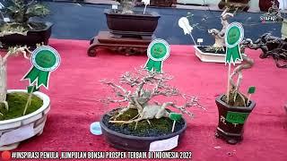 INSPIRASI PEMULA#Kumpulan Bonsai Prospek Di Indonesia,Inspirasi Bonsai Terbaik Di Indonesia Part14