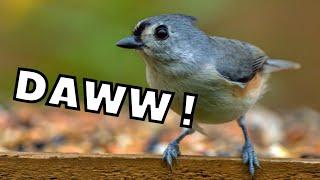 10 Birds That Will Make You Go Daww | North America