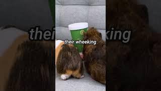 The Secrets of Guinea Pig Wheeking #shorts | GuineaDad School