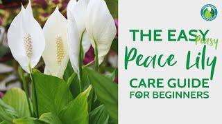 The Easy Peace Lily Plant Care Guide for Beginners | Houseplant Resource Center