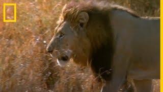 Batalla de REYES. Lucha entre LEONES | National Geographic en Español