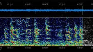 Bigg’s (transient) killer whale calls in Boundary Pass, January 2019