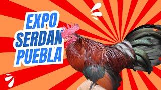 Expo Serdan Puebla por que no fue la Amenaza