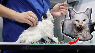 The story of a kitten on the verge of collapse and how he changed with our help - Vet Rami Awwad