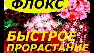 ФЛОКСЫ ИЗ СЕМЯН БЫСТРОЕ  ПРОРАСТАНИЕ !  СУПЕР СПОСОБ !