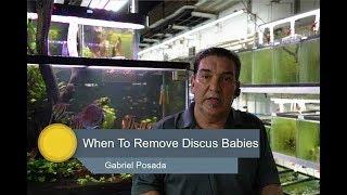 When To Remove New Discus Babies