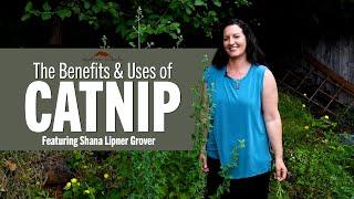 The Benefits & Uses of Catnip | Featuring Shana Lipner Grover