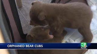 2 bear cubs get care at Lake Tahoe area facility