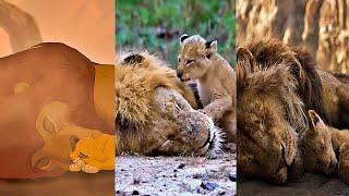 The Lion King (1994/2019/????) Simba Finds Mufasa Vs Real Wildlife (Graphic)