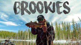 Grand Mesa Trout Fishing! (Colorado)