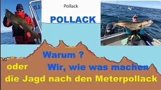 Kaschi:  (große) Pollack:   Wie? Wo? Warum? Womit? Finden?