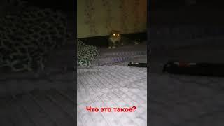 кот демон? ужас ночи.