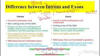 Introns vs Exons