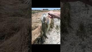 custom 3/8oz bladed jig getting it done. #fishing  #fishpond #bassfishing #jigfishing #fish