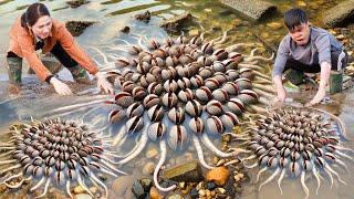 How to Harvesting Octopus Clams Simply by Hand - Hoa was attacked, where is CEO Tuan?