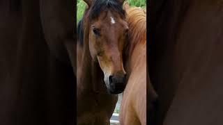 These Horses Are Always So Calm... 🫣